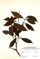 藏品(臺灣八角)的圖片